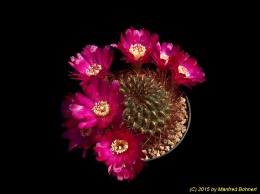 Sulcorebutia tiraquensis v. totorensis G112-9 2189